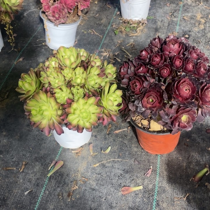 35号两颗老桩组合法师