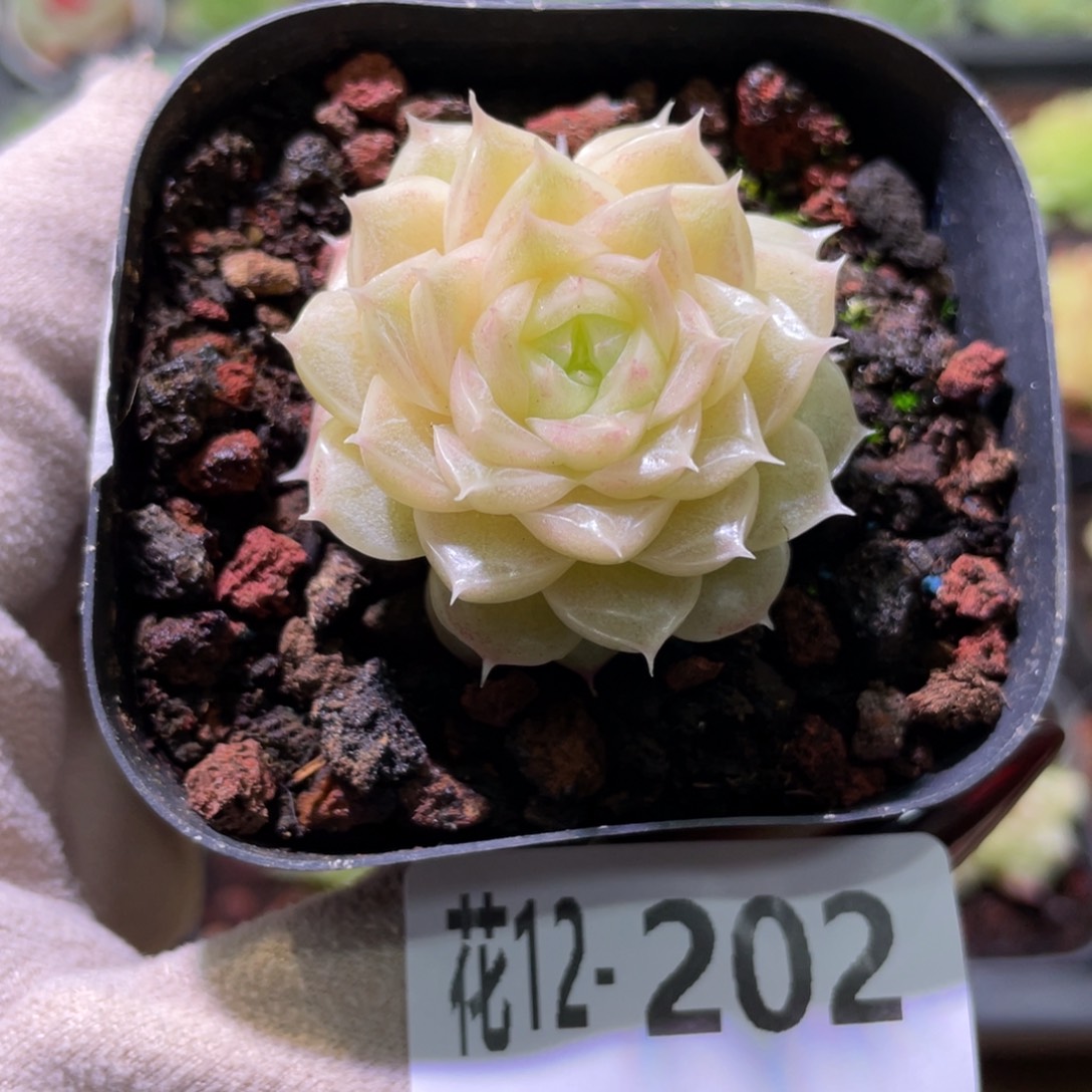 花利美12-202麦秆