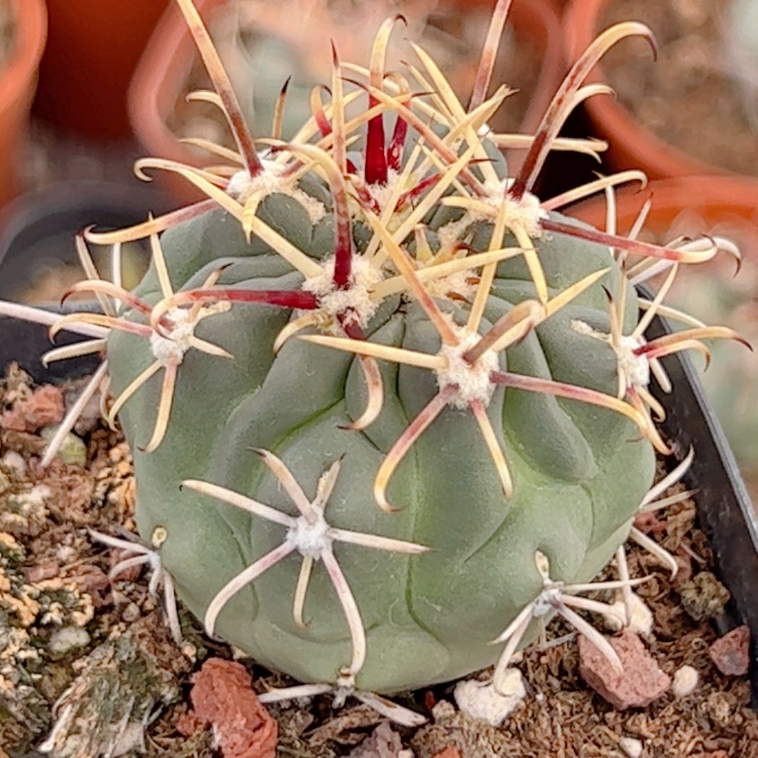 实生 庆松玉仙人球