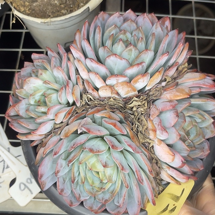 两单包邮，一物一拍737全明星