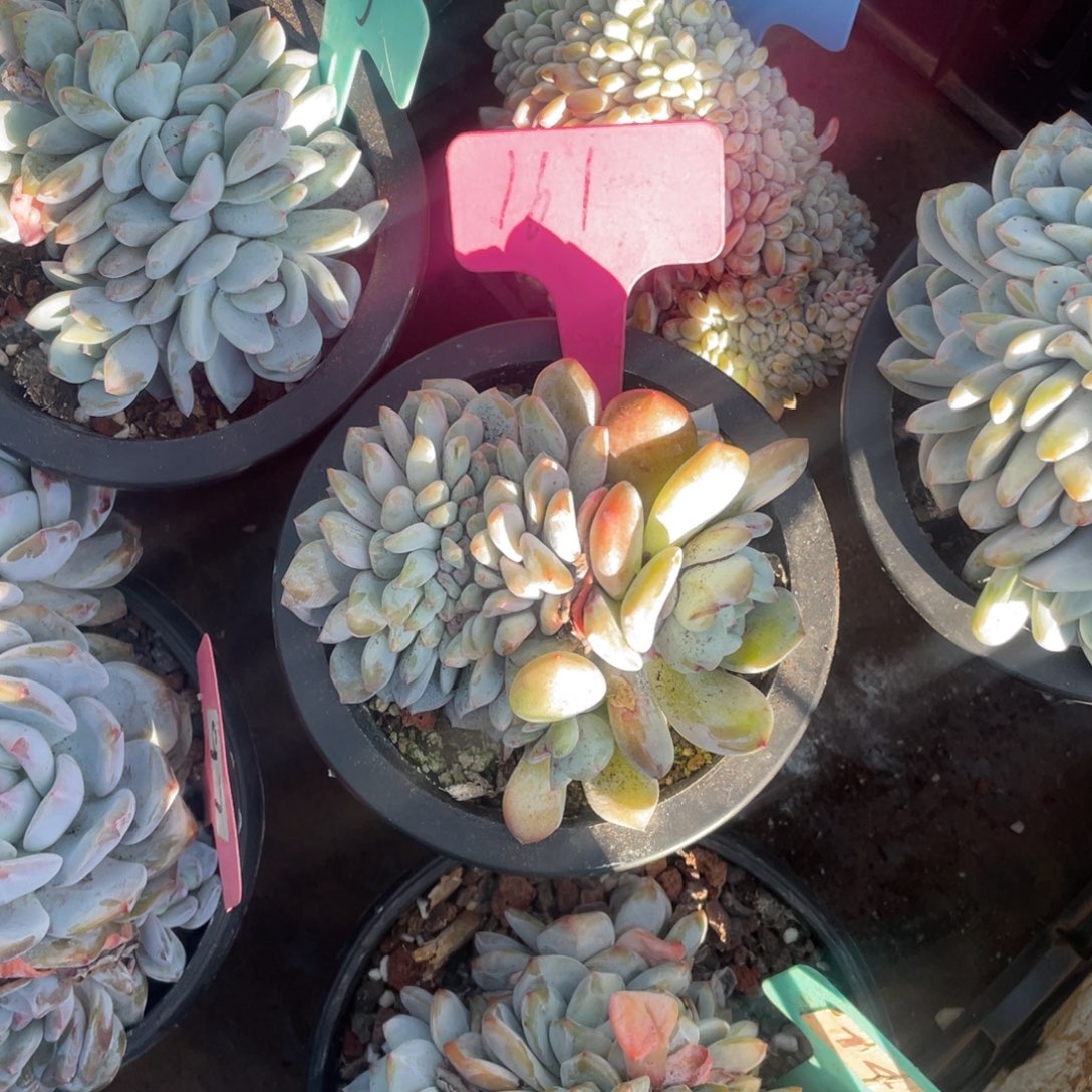 么****星影多头缀化161号