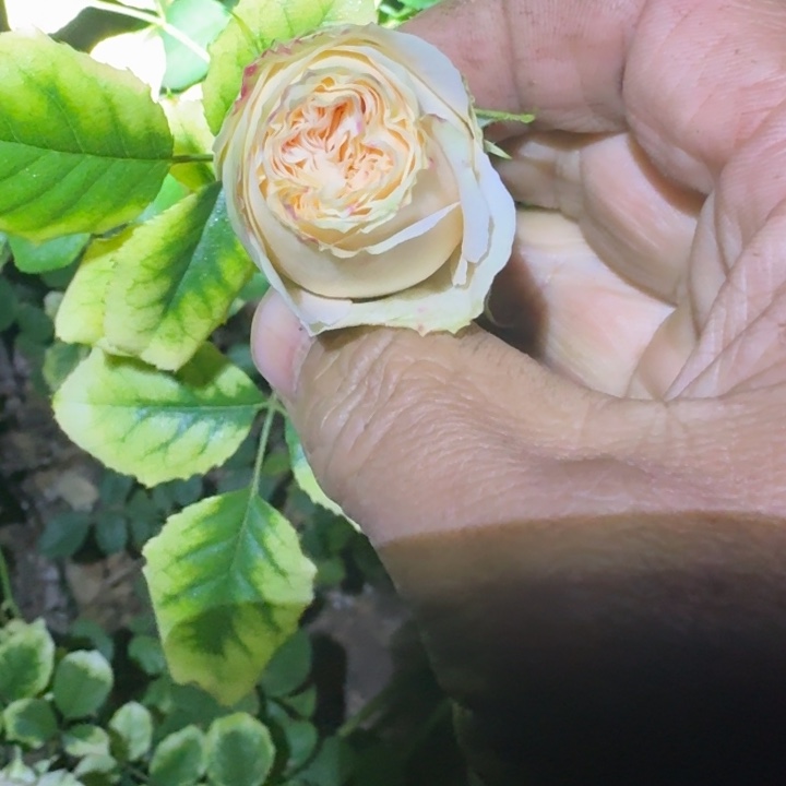 无花朵温柔潮流裸根
