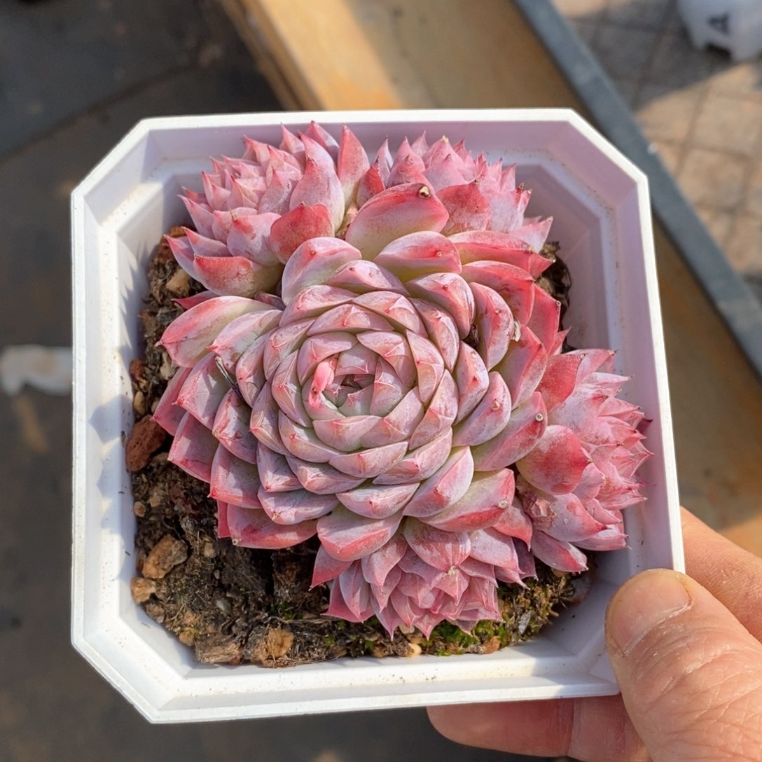 精品多肉一物一拍不包整114