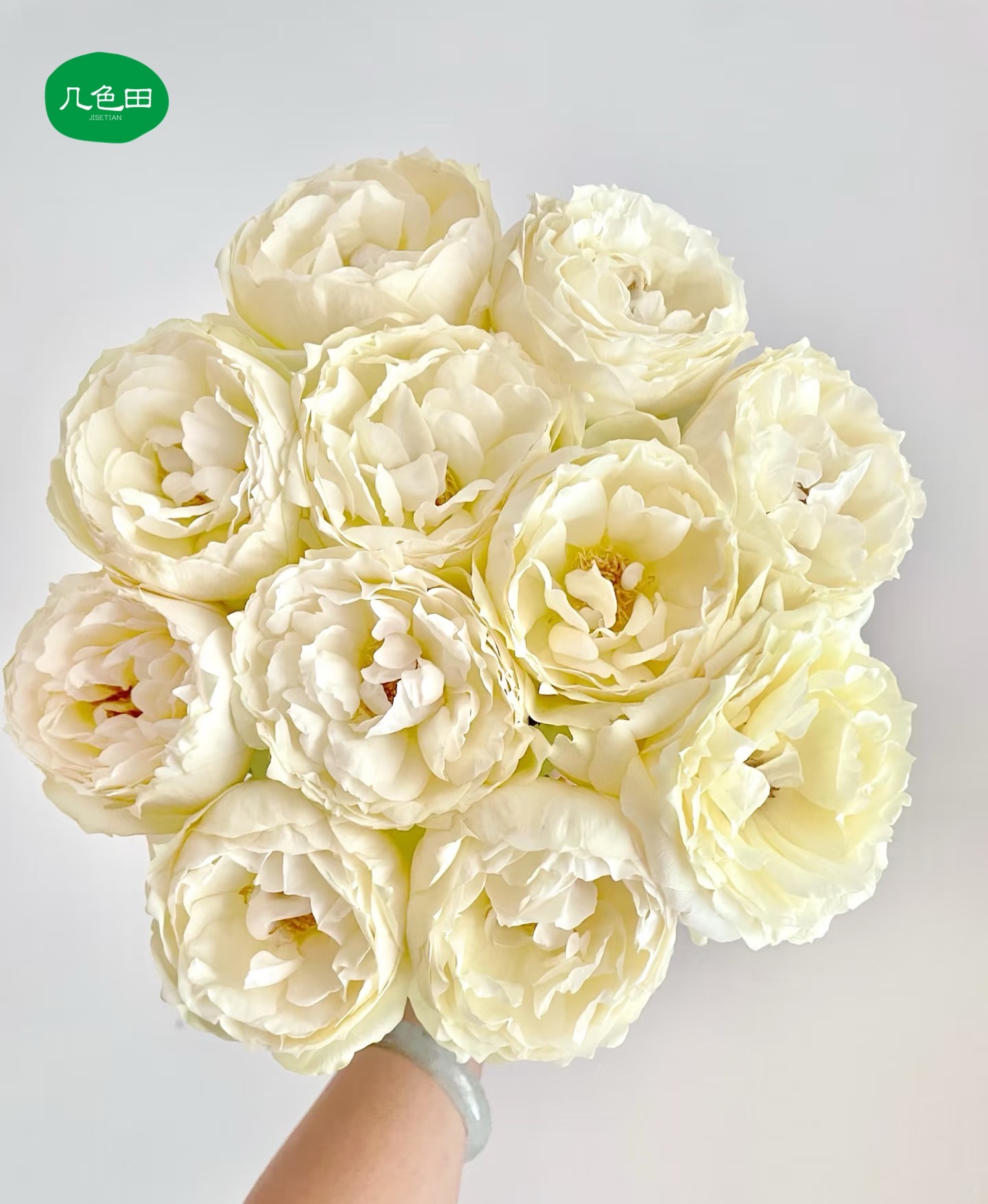 奶油伊芙----稀有单头玫瑰云南直发鲜花云南花插花鲜花