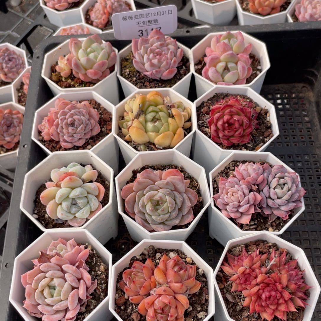 不包整散 盆子不售后3117