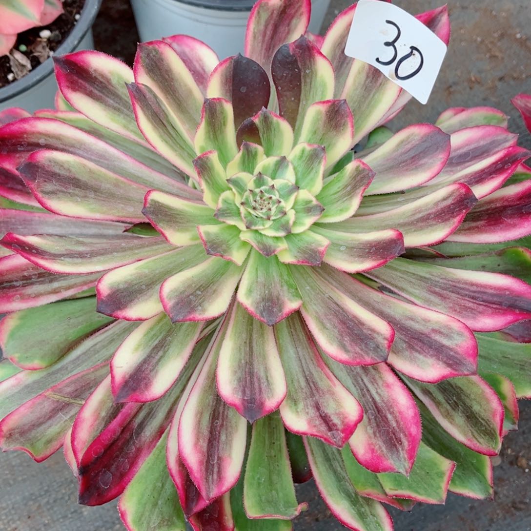 一物一拍多肉法师30