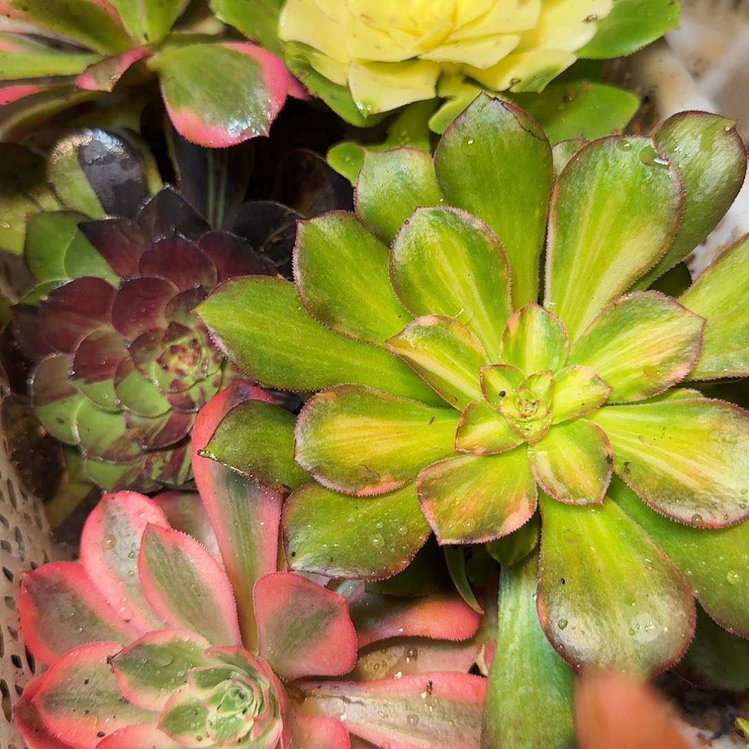 5棵不同品种主头8-15公分标准