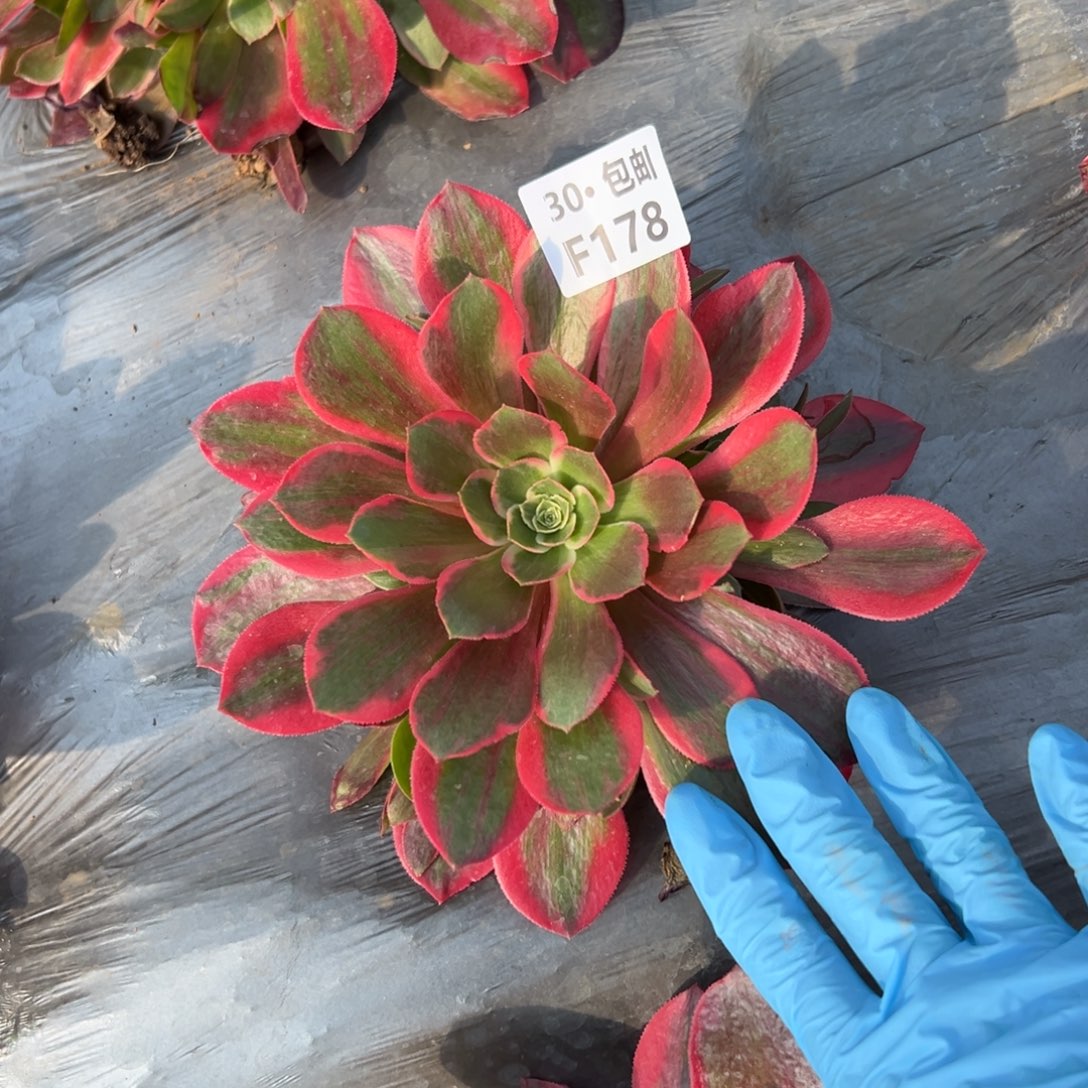 178女妖多肉法师