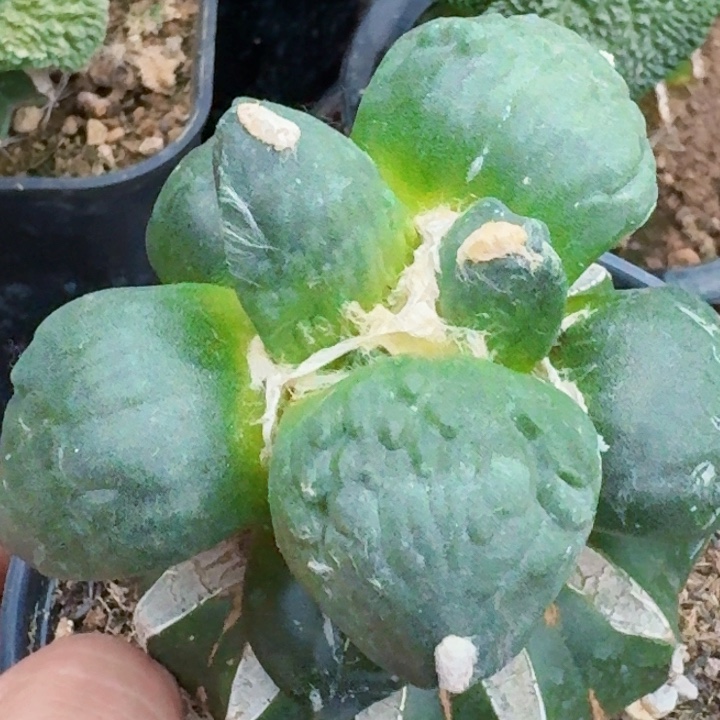 无花朵苗接大尤怒涛786