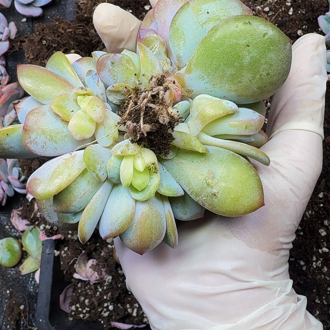 小*瓜不会哈哈哈哈哈哈哈哈哈哈