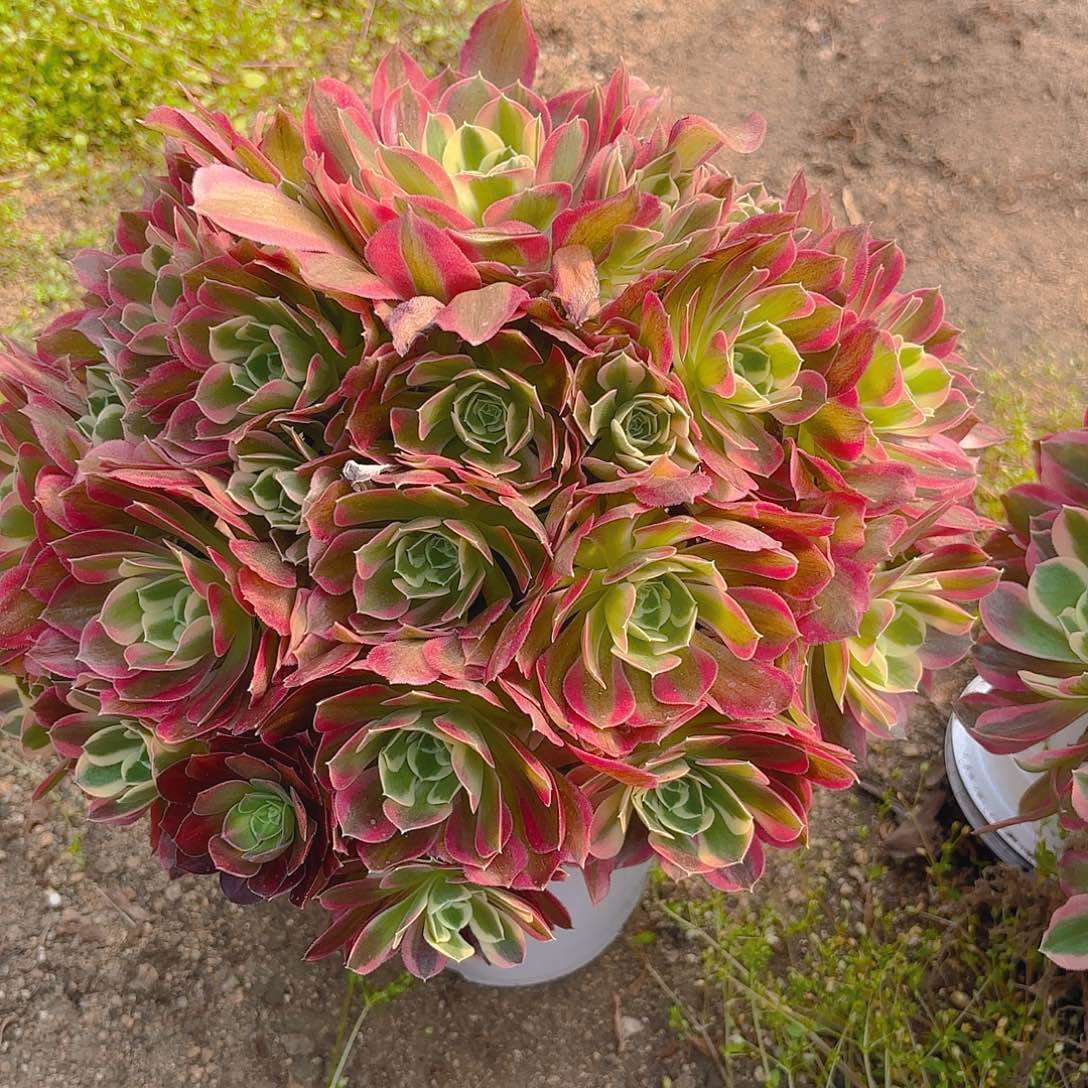 雨花石老庄多肉植物