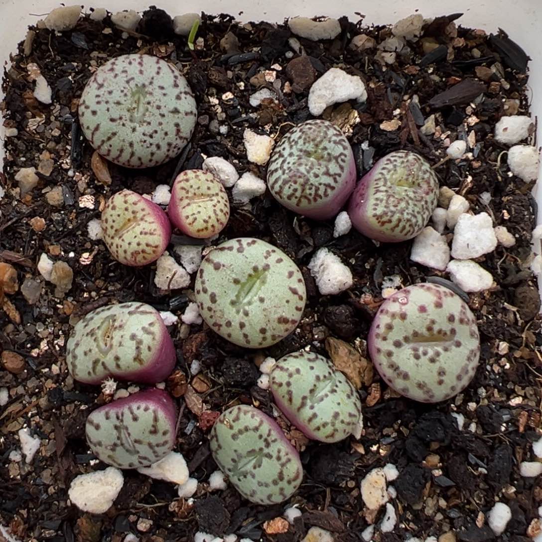 3.6好看的多肉脱土发货223