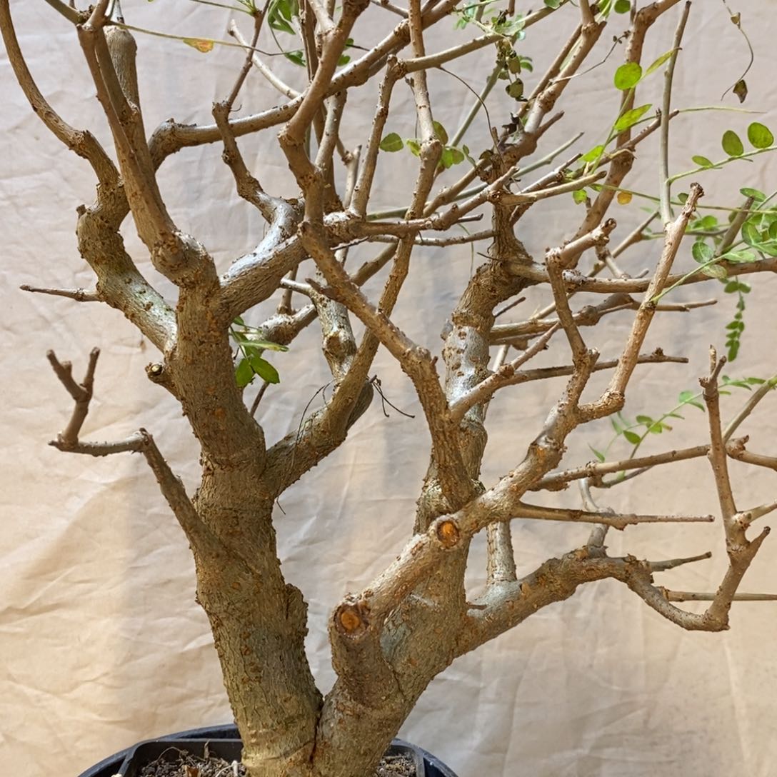 尼勒达乳香实生带盆