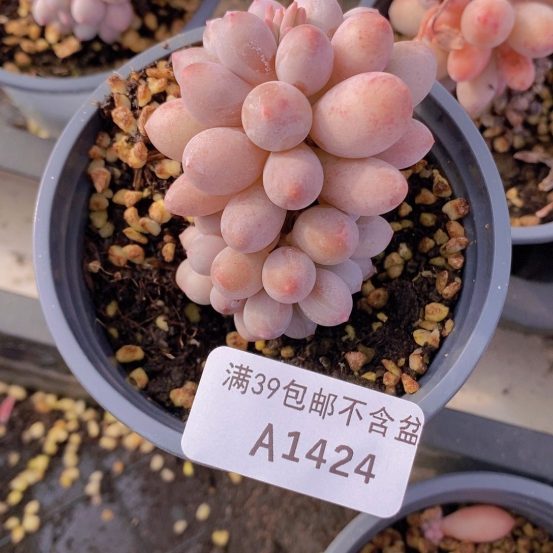 手指奶5cm1424多肉植物