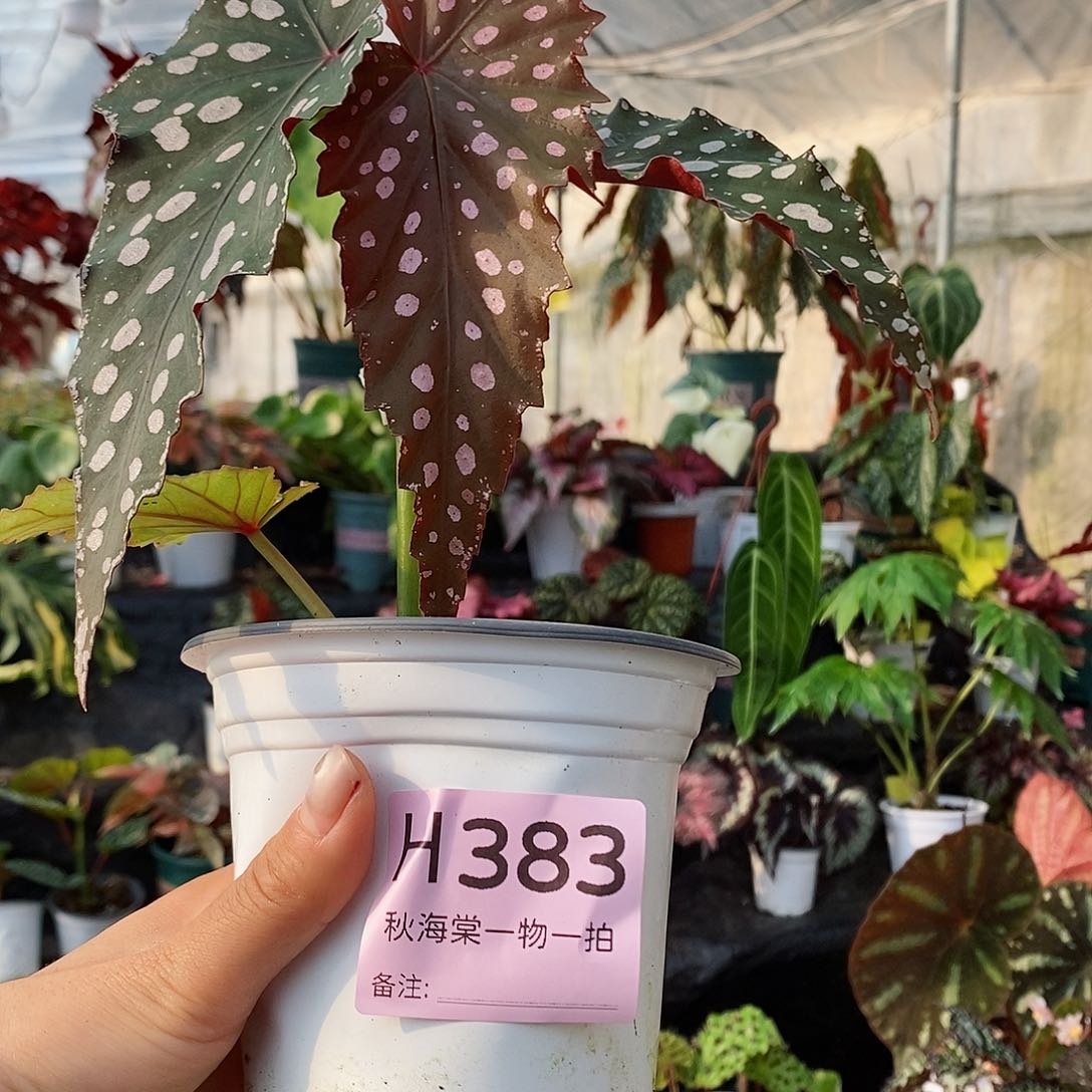 不开花植物齐*秋海棠383