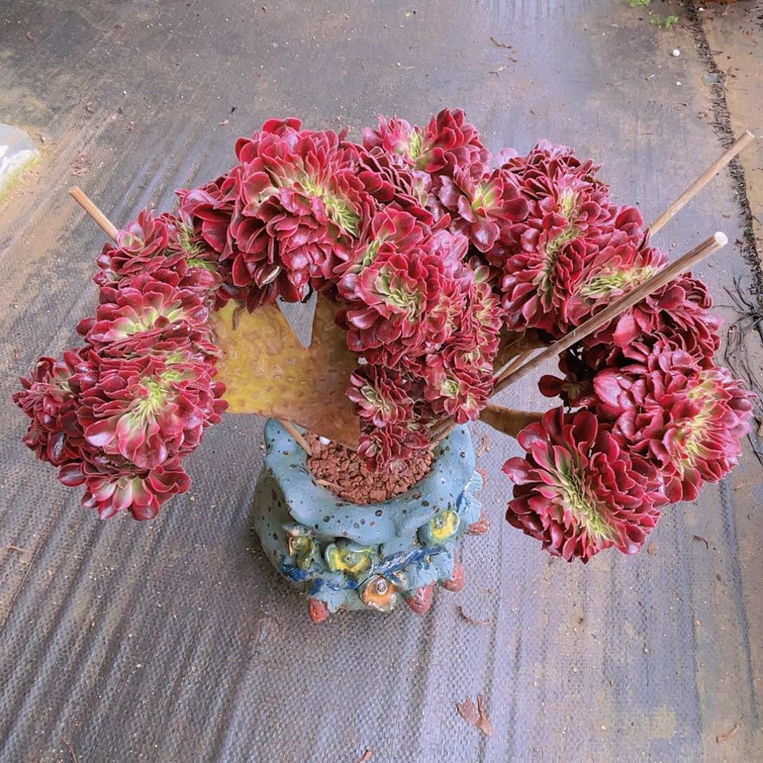 【闪购商品】无花朵美杜莎