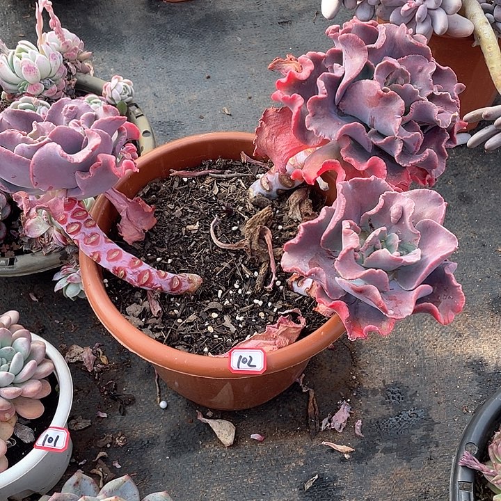 102包菜 一物一拍多肉