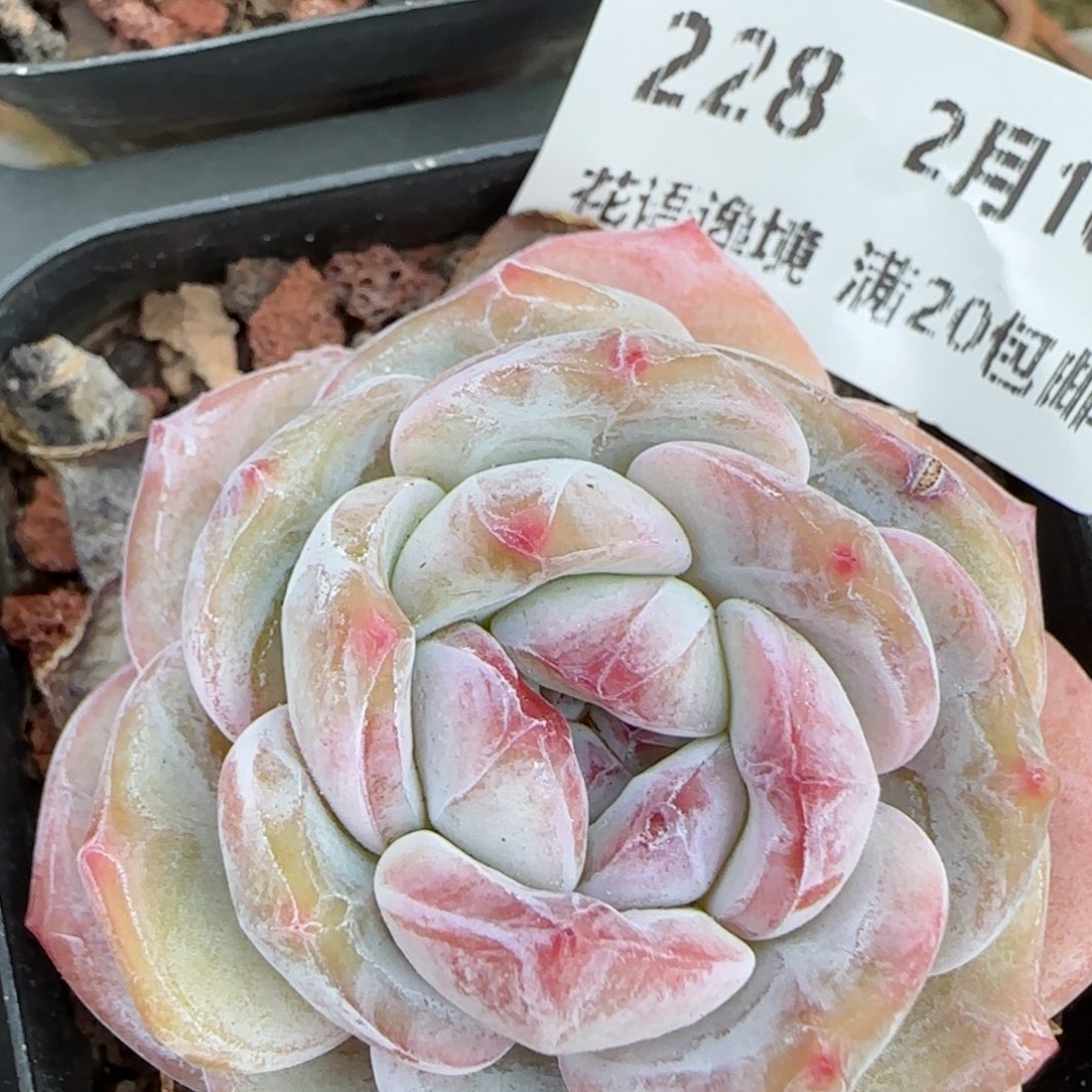 花语逸境0210-228
