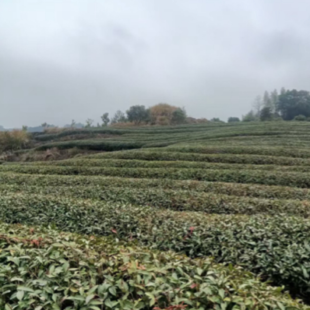 中足火肉桂茶碎500克，，