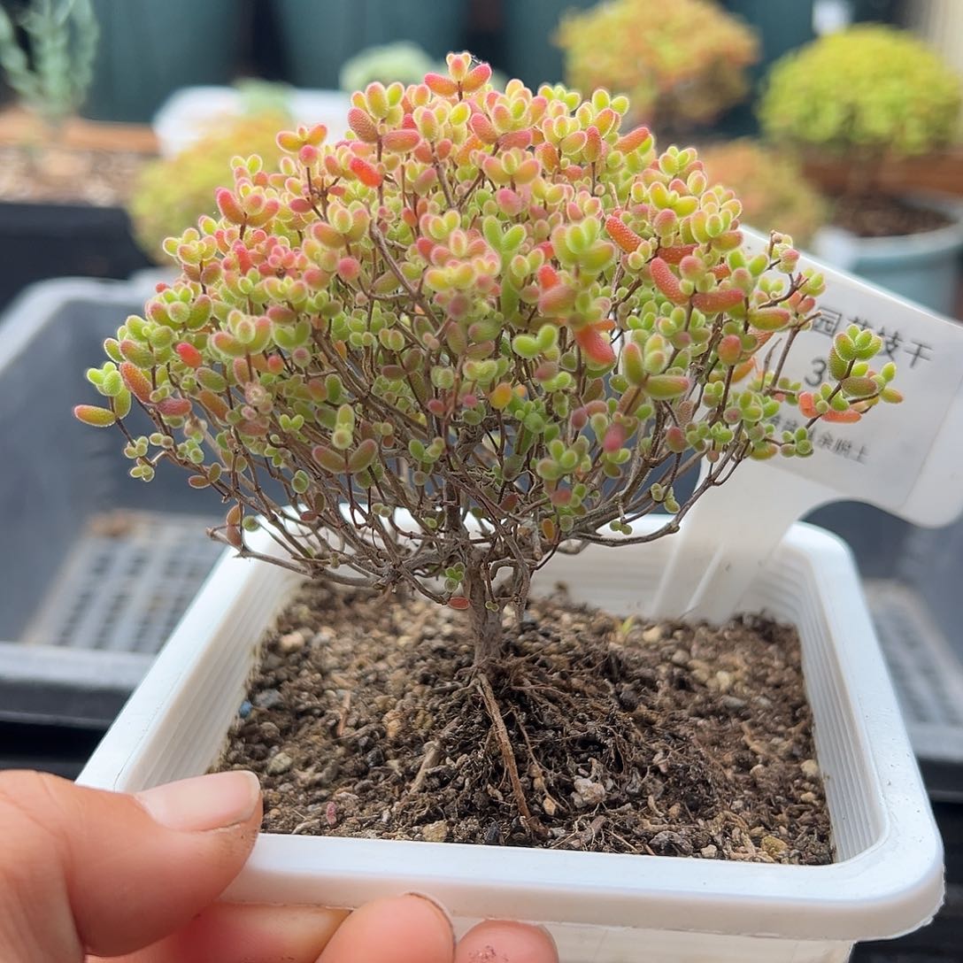 35号密橘糖球12.12多肉