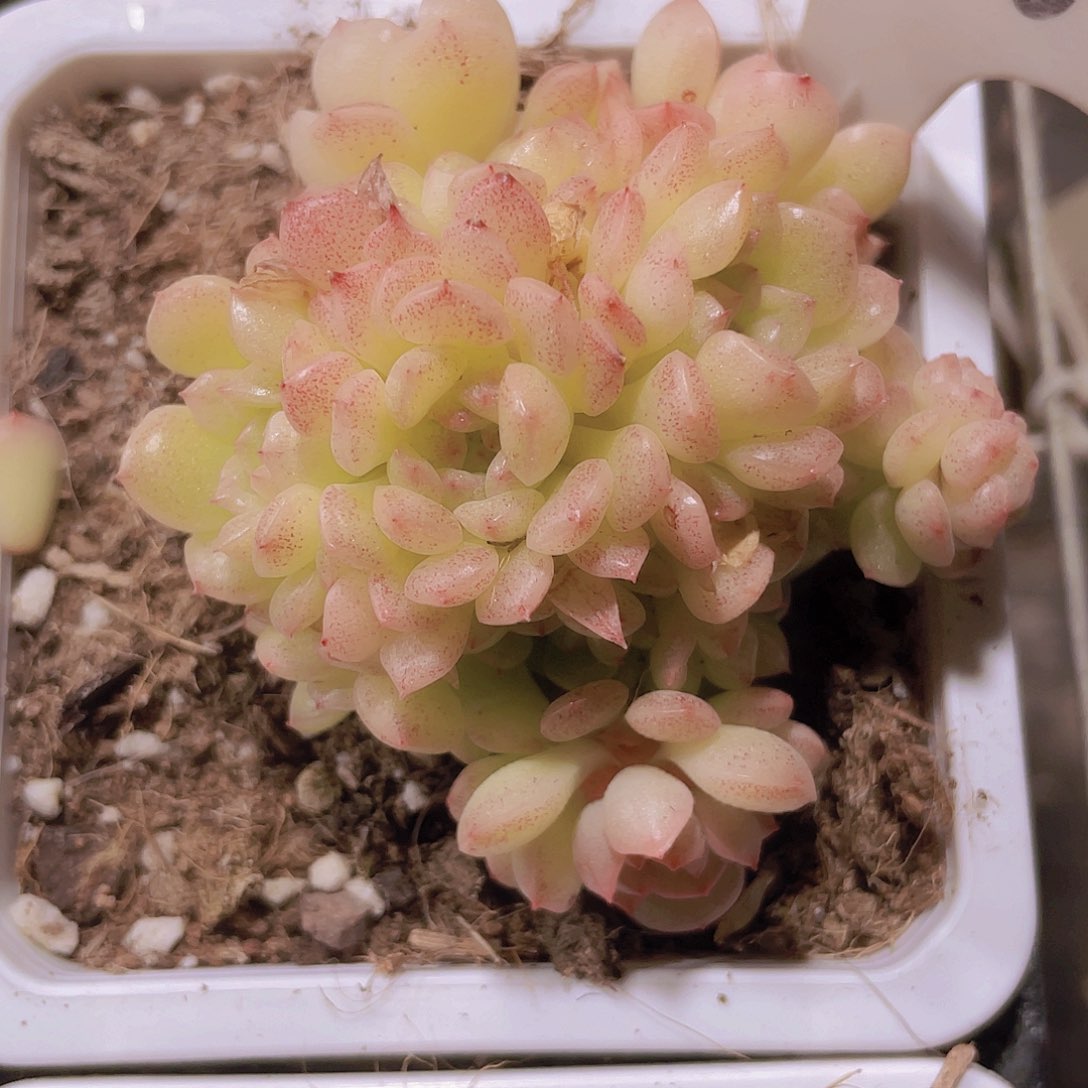 蝴蝶麦秆w038一物一拍