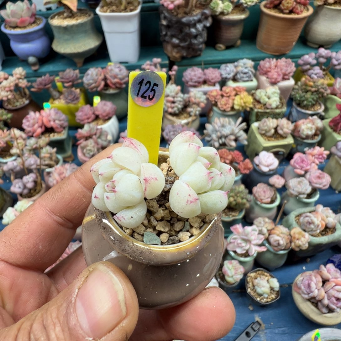 125号佳人带盆土发货