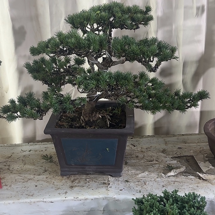 裁***雷无花朵五针松盆景包邮带盆