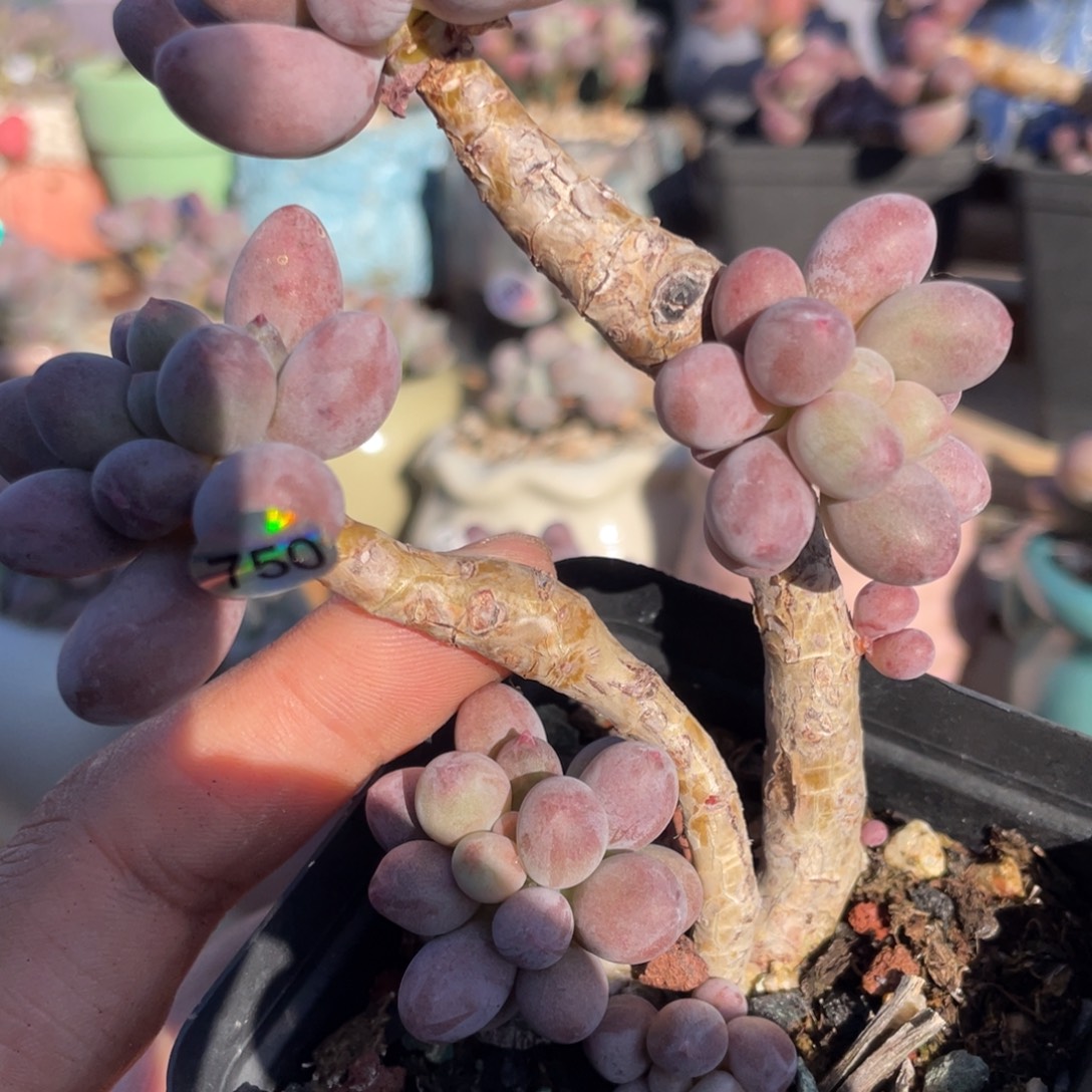 仙子奶酪多肉植物