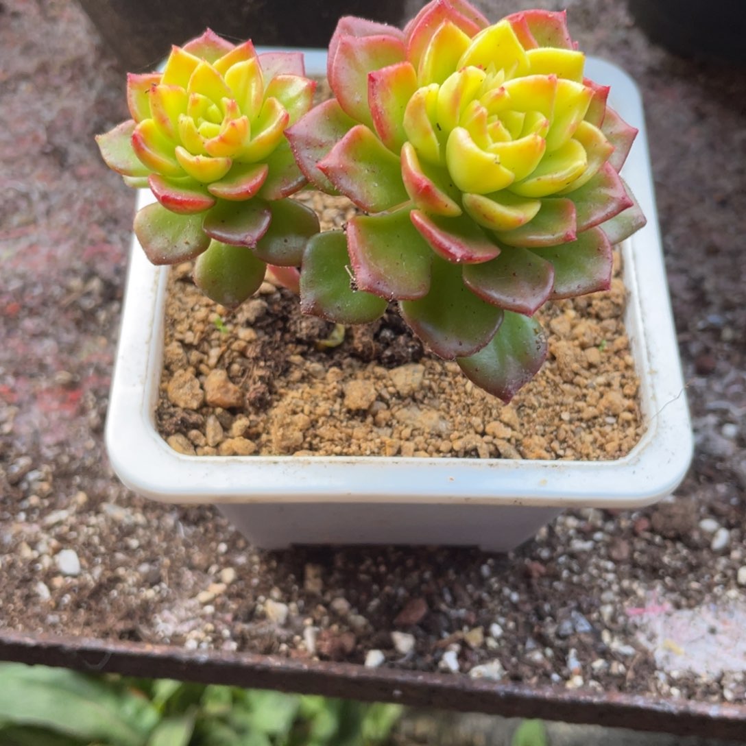 0214  黄金蒂亚锦  六月六