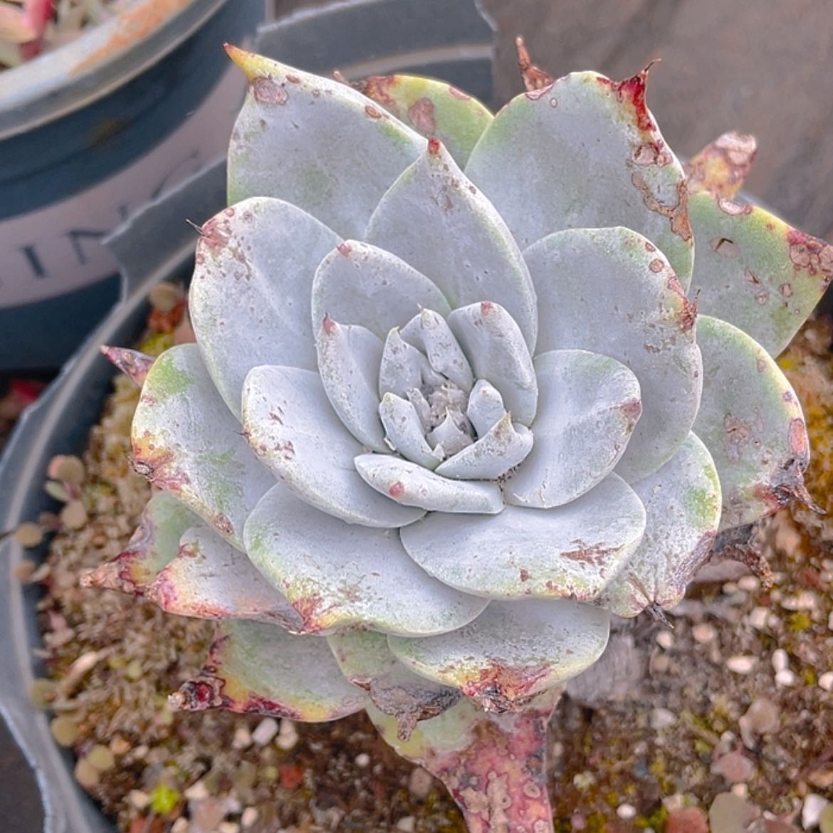 【闪购商品】苹果叶雪山