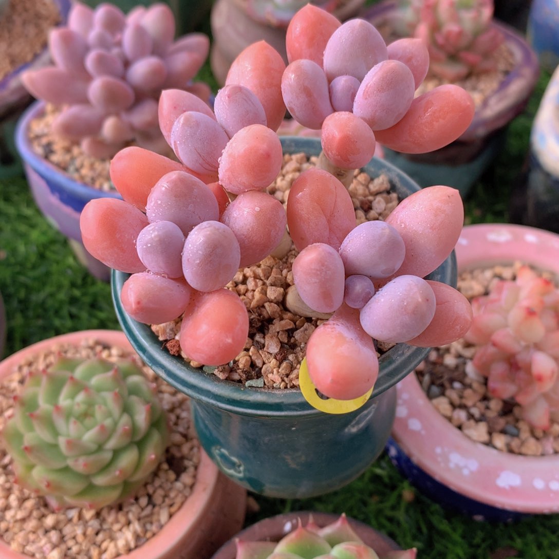 香水手指8公分带盆发