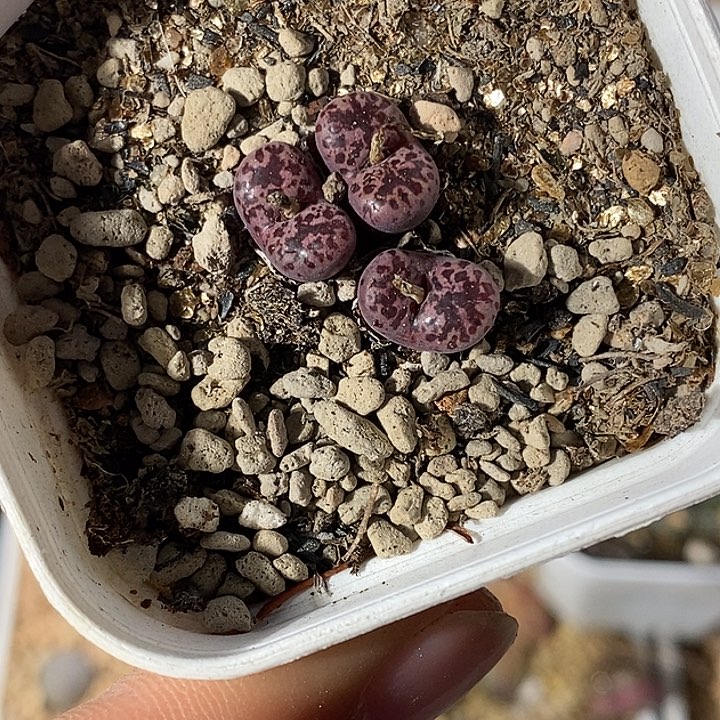 123-123-半价马克。   