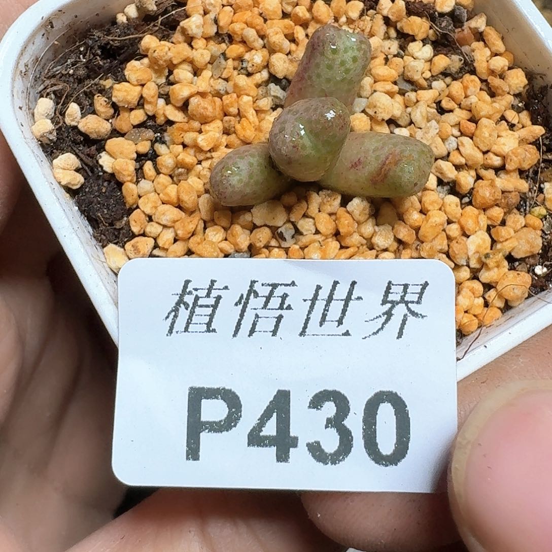 430号多肉植物哇风格
