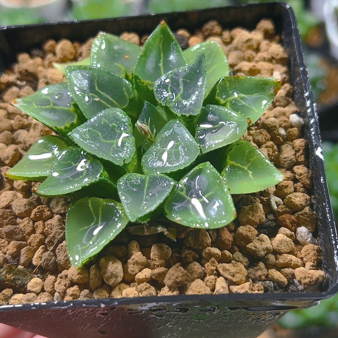 池田克玉露多肉多肉1