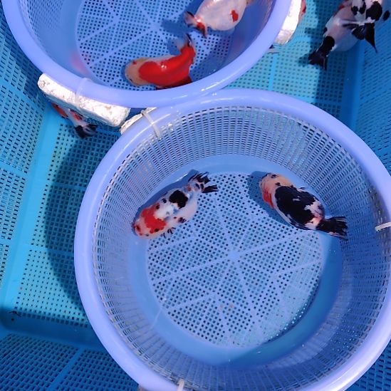 唯***荷金鱼029兰寿两只特价顺丰包邮