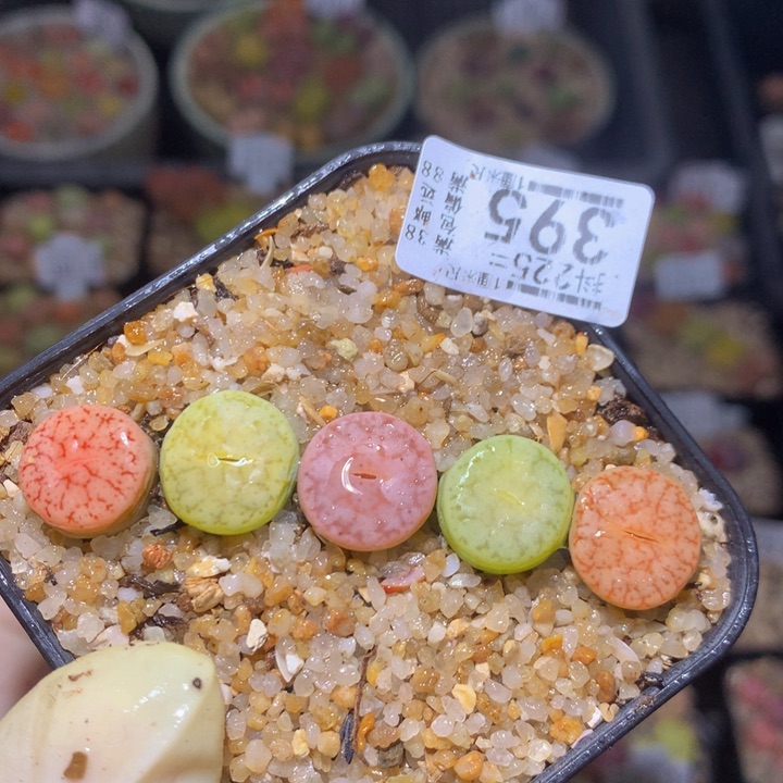 精品生石花235.395