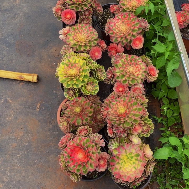 梦***见1梦见哥时刻荔枝0001