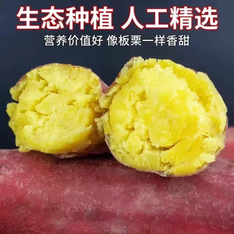 正宗沙土地板栗红薯红皮黄心粉糯香甜无筋无丝