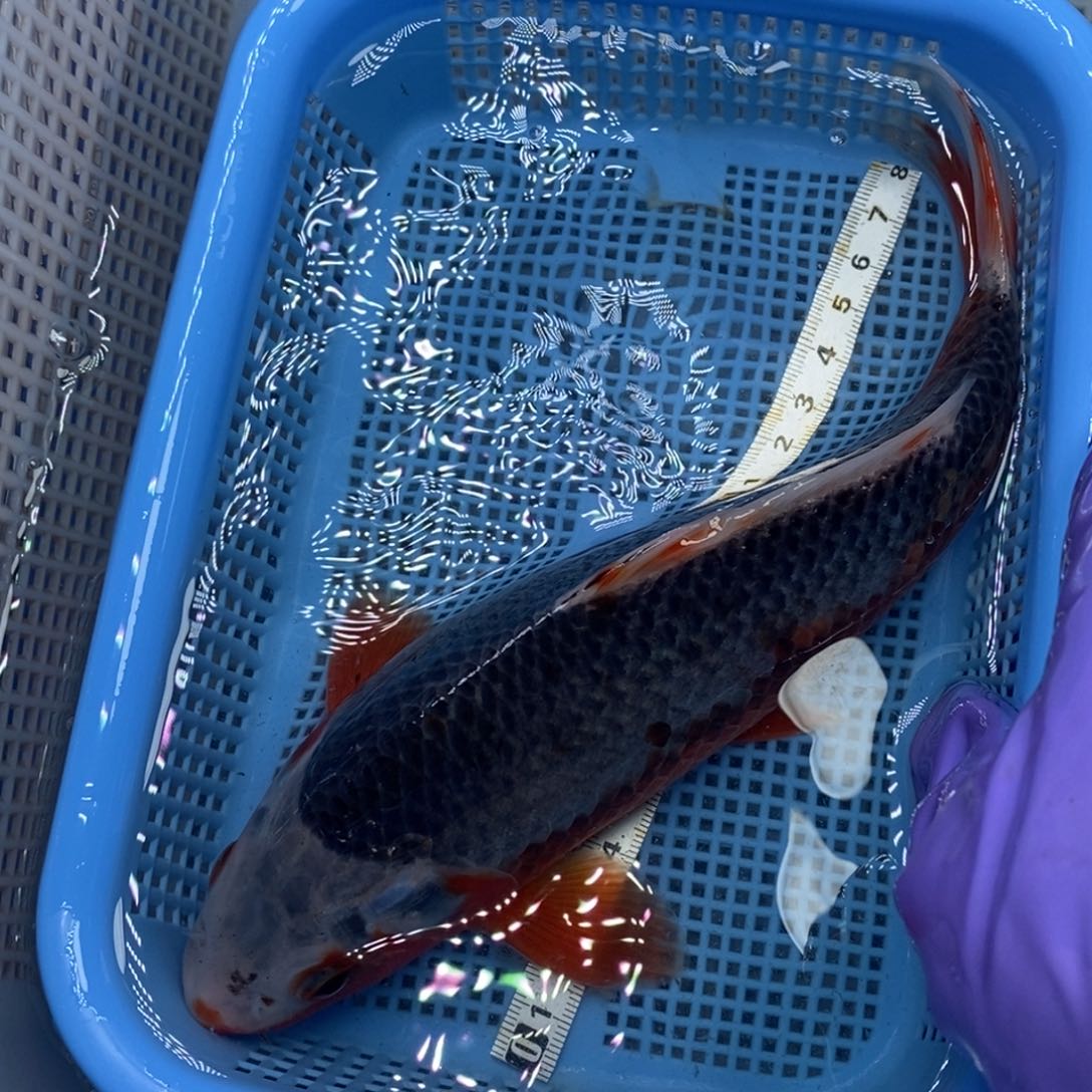 锦鲤冷水锦鲤包邮