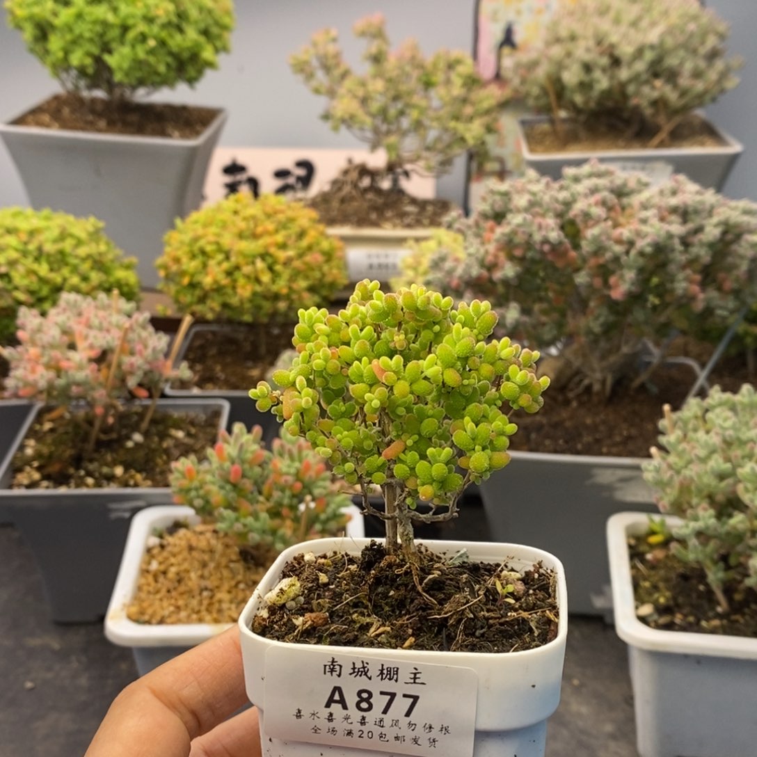 877蜜橘糖球枝干番杏