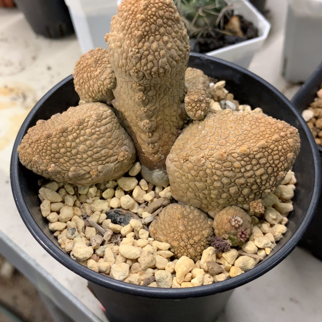 开播福利实生仙人球