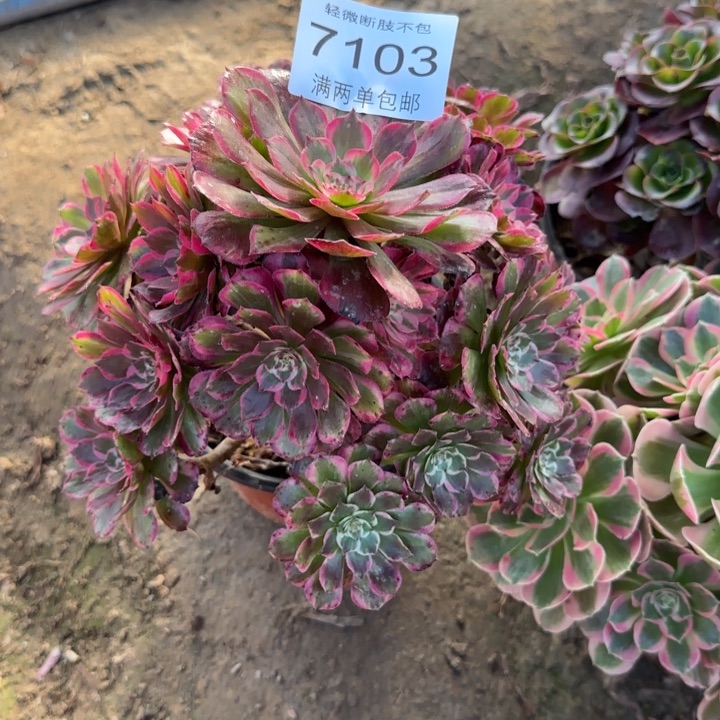 7103霁月多肉植物
