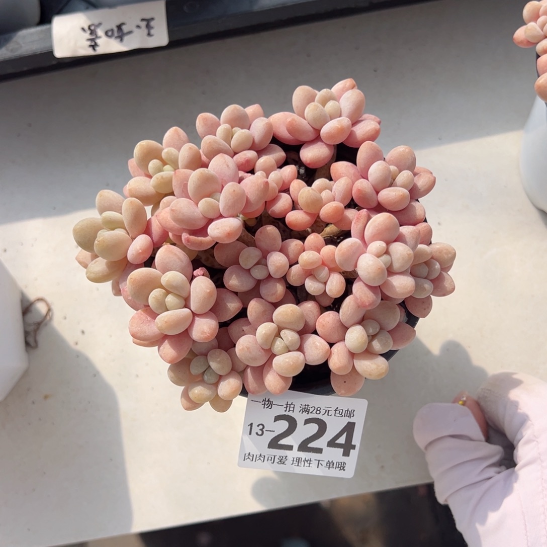 鱼子酱多肉多肉多肉