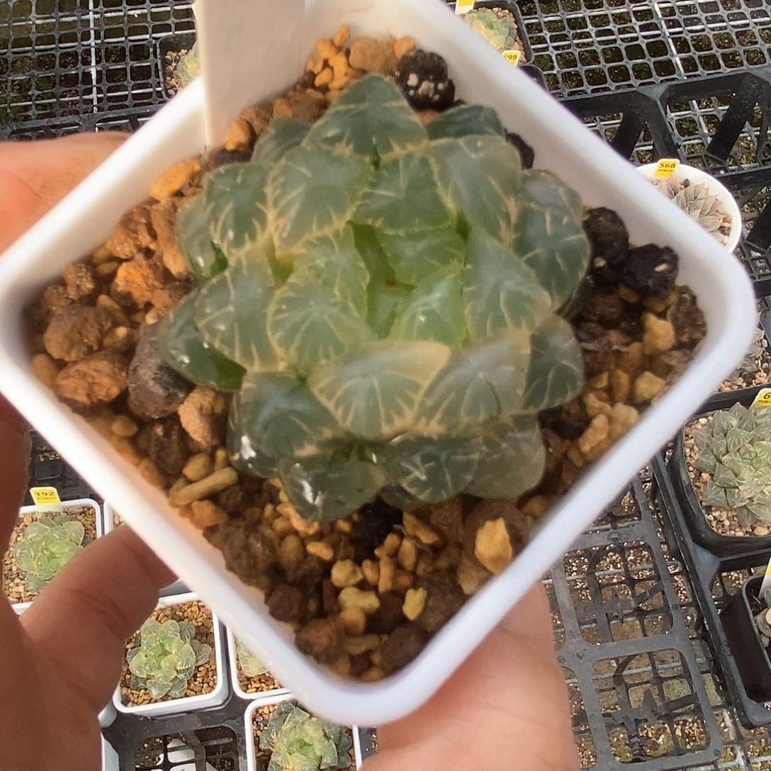 527号实生玉露锦一物一拍