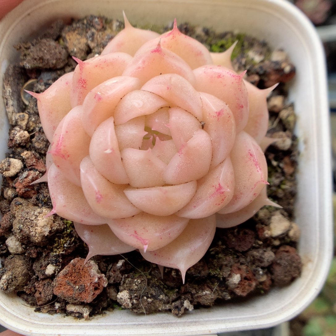 X23 ，20包邮两天凑单