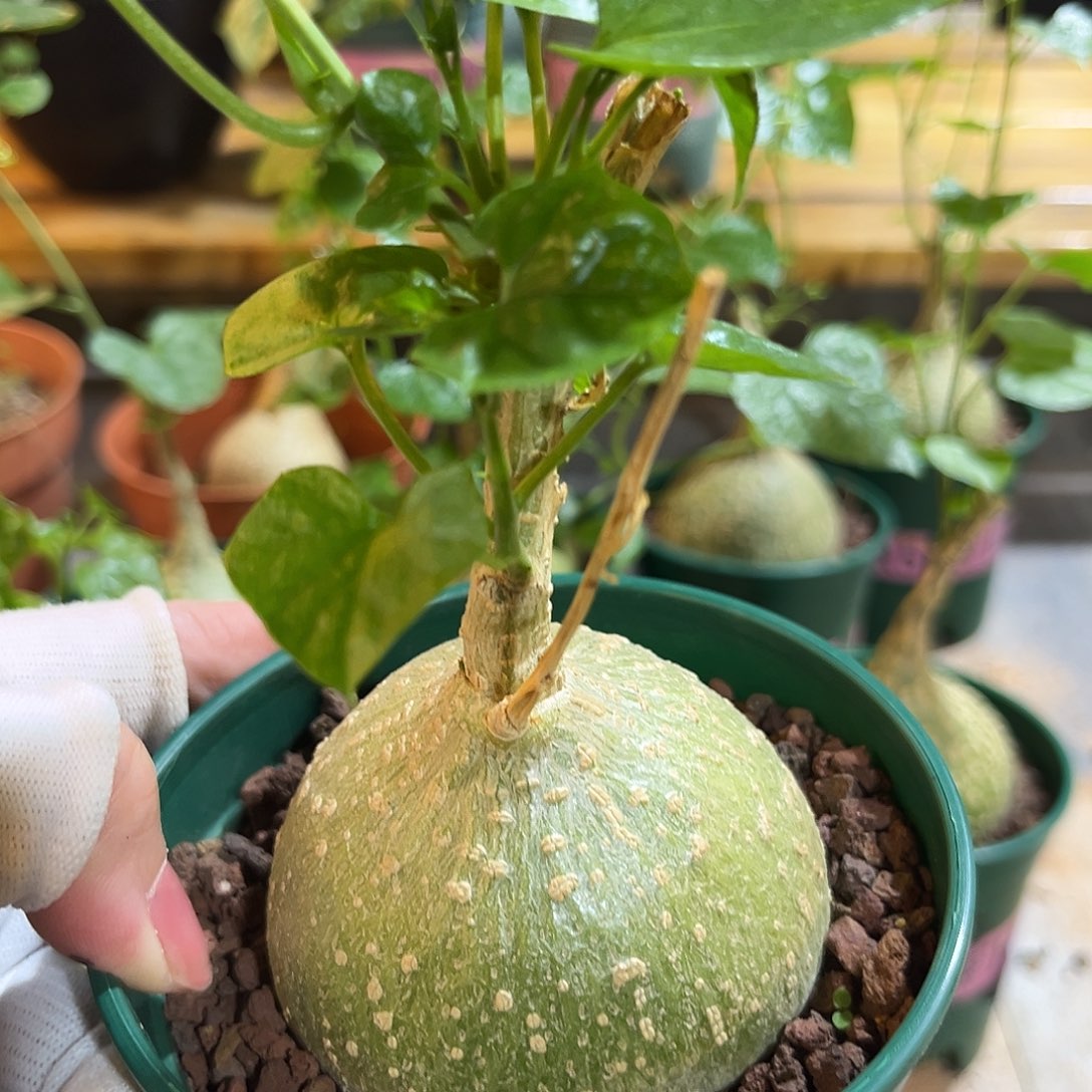 汤圆植物银叶睡布袋5