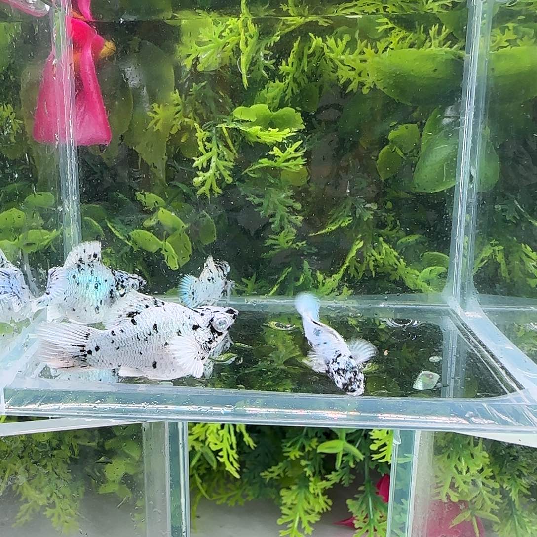 孔雀鱼钻石玛丽奶牛2对