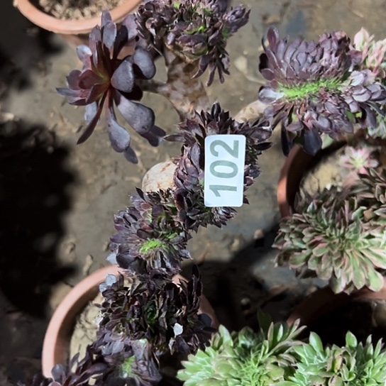 小****多肉植物一个黑同102