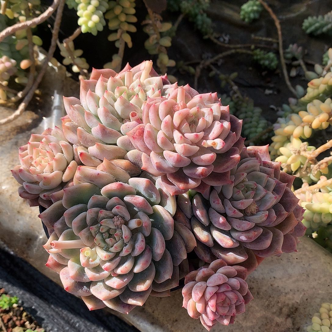 霜花多肉一物一拍