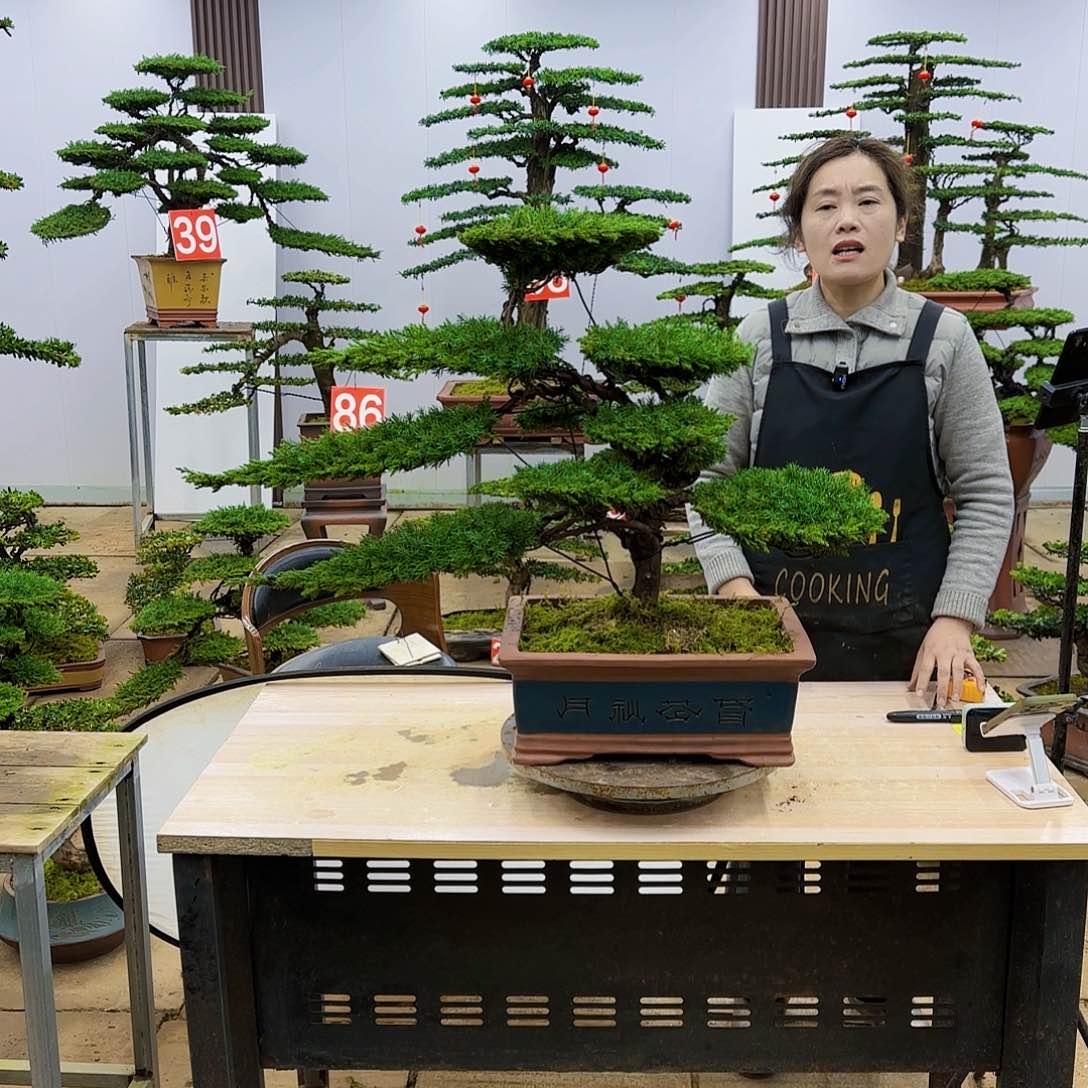 盆景直播间一物一拍